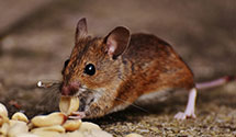 24 Hour & Emergency Exterminators in Glenwood, WV